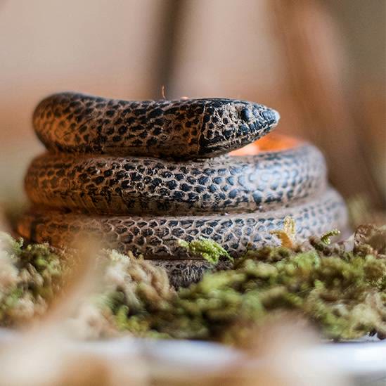 Portacandele realistico a forma di serpente arrotolato Olivenorma