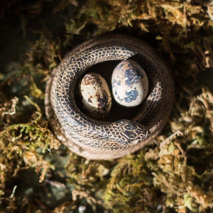 Portacandele realistico a forma di serpente arrotolato Olivenorma