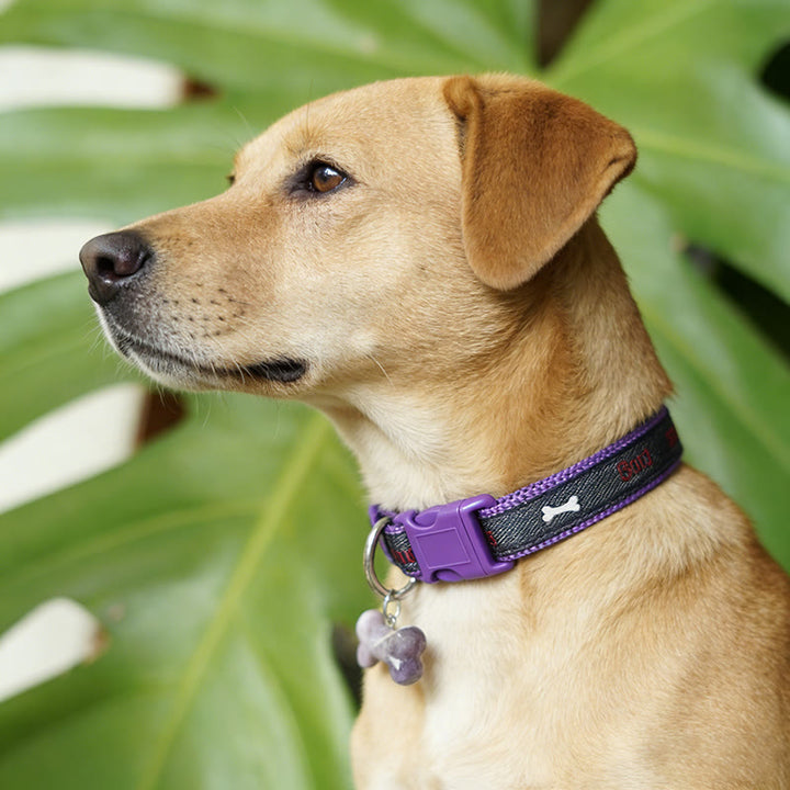 Olivenorma Collare per animali domestici con osso per cani in pietra naturale - image 0